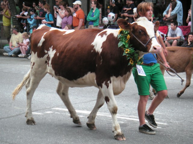 Strolling of the Heifers, 7Jun08